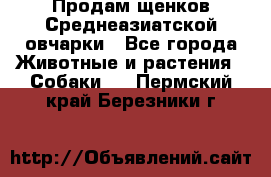 Продам щенков Среднеазиатской овчарки - Все города Животные и растения » Собаки   . Пермский край,Березники г.